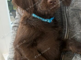 Labradoodle FEMALE puppy