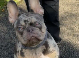 Merle French bulldog