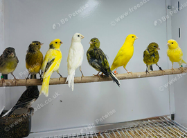 Canaries