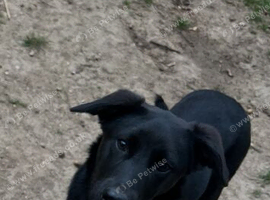 Black Labrador