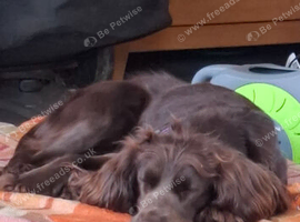 Female cocker spaniel