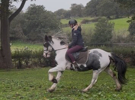 Stunning cob mare