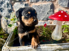 Cavalier x collie