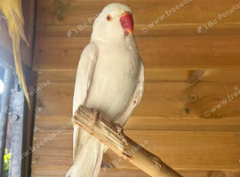 Albino ringneck