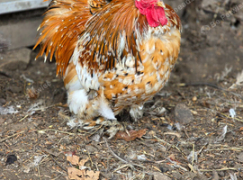 Beautiful Cockerell pekin