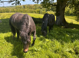 Two Dartmoor Hill Fillies for Sale
