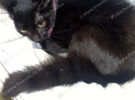 16 week old kittens