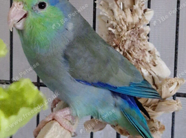 Parrotlets
