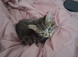 Tabby kitten
