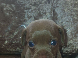 Dashund puppies