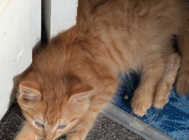 Ginger kitten 9 weeks old