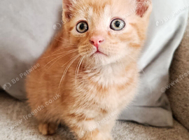 Ginger Tabby Male Kitten