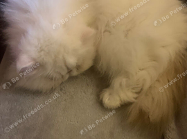 Lovely natured Persian cat