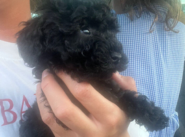 Miniature Poodle