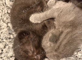 Gorgeous kittens