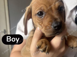 Dachshund cross jack russell puppies