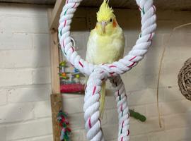 Beautiful young hen cockatiel for aviary only!
