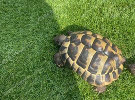 Hermann tortoises x2