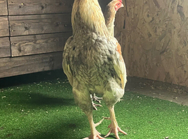 Aseel rooster