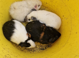Male & Female guinea pigs available now
