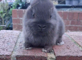 Miniature netherland dwarfs