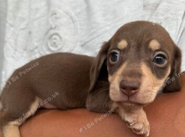 Miniature sausages