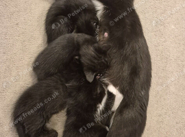 Male kitten
