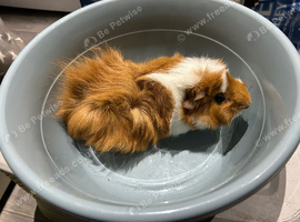 Guinea pigs for sale