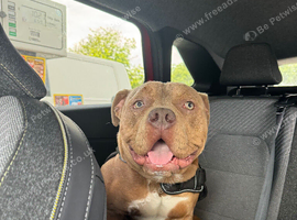 8 months old olde tyme English bulldog X pocket bully