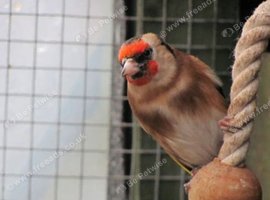 Goldfinch