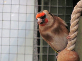 Goldfinch