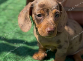 Mini dachshund puppies for sale PR clear