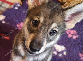Northern Inuit puppies