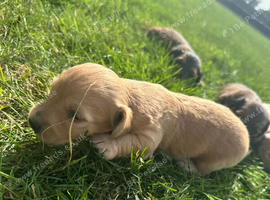 long haired miniature dachshund