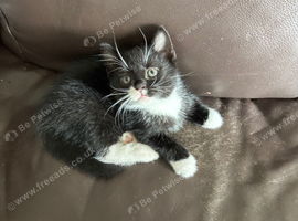 Female kitten &pound;200 ono