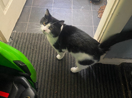 Lovely cat