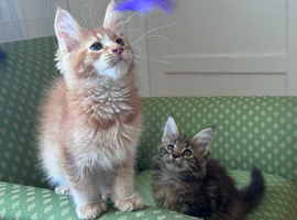 Maine Coon Active Registered Kittens &ndash; Ready Now