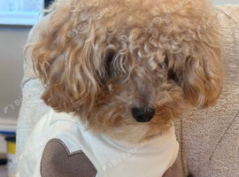 ted toy poodle super tiny)