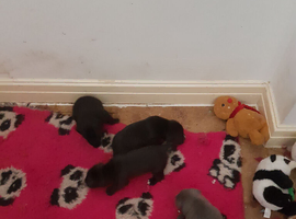 Cane Corso