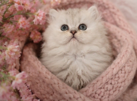 ONLY ONE Stunning Pure Persian Chinchilla Kitten left!