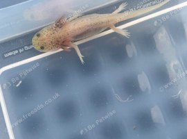 Axolotl