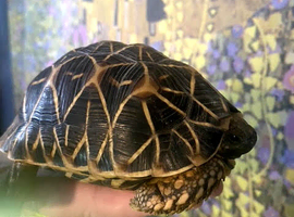 Indian Star Tortoise (Male)