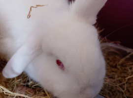 2 sisters needing new home