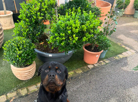 Rottweiler needs new forever home