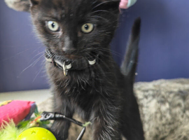 Gorgeous Black & Grey Boys Ready Now!