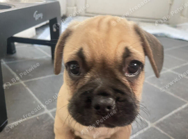 French Bulldog x mini Dashound puppies
