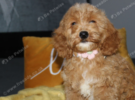 Gorgeous Yankee Doodle Girl