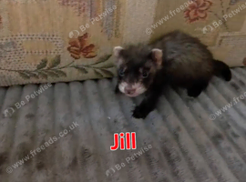 2 Jill kits