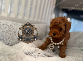5-star licensed ESPONJOSO Exclusive Half Asian Toy Poodles DWKC registered