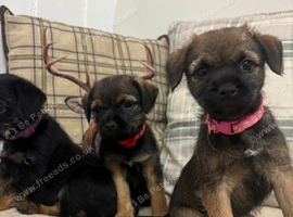 6 KC reg border terrier pups